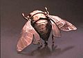Articulated Cicada