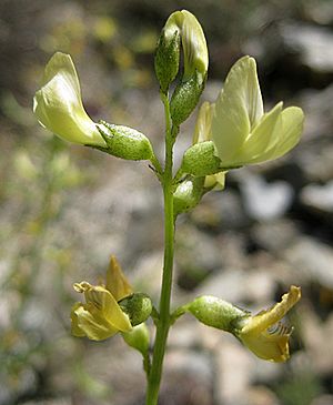 Astragalus tricarinatus.jpg