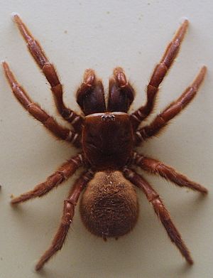 AustralianMuseum spider specimen 20.JPG