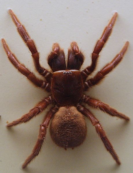 AustralianMuseum spider specimen 20