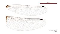 Austrophya mystica male wings (34895266242)