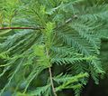 Bald Cypress Leaves 2264px