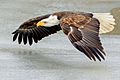 Bald Eagle flying over ice (Southern Ontario, Canada)