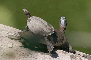 Basking False Map Turtles (Graptemys pseudogeographica).jpg