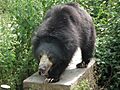 Bear - Melursus ursinus at Bannerghatta National Park 8469