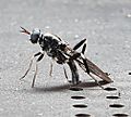 Black-soldier-fly-depositing-eggs-in-wormfarm