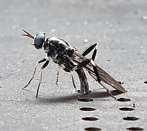 Black-soldier-fly-depositing-eggs-in-wormfarm