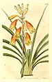 Blandfordia grandiflora