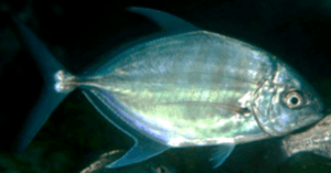 Blue trevally taxobox.png