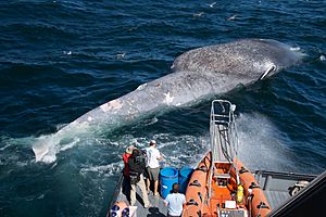 Blue whale ship strike death