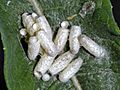 Braconidae - Microgastrinae wasp empty cocoons
