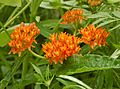 Butterfly Weed Asclepias tuberosa Striped