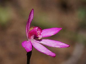 Caladenia ornata.jpg