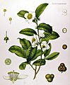 Camellia sinensis - Köhler–s Medizinal-Pflanzen-025