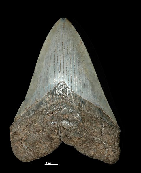 carcharodon dinosaur