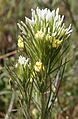 Castilleja lineariiloba