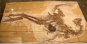 Caudipteryx fossil