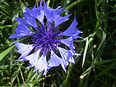 CentaureaCyanus-bloem-kl.jpg