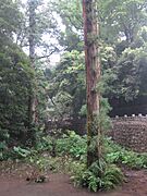 Chinese Swamp Cypress in Nanhua Temple