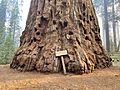 Clara Barton Tree, Sequoia National Park - June 2022 01