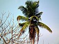Coconut tree from Kerala