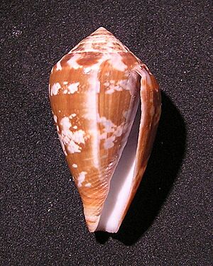 Conus guinaicus 004.jpg