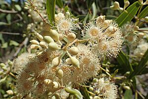 Corymbia opaca buds