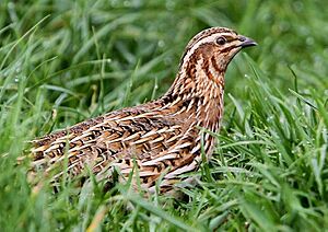 Coturnix coturnix, Fraunberg, Bayern, Deutschland 2, Ausschnitt