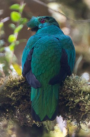 Crested Quetzal.jpg