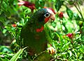 Cuban Amazon Parrot in the Cayman Islands