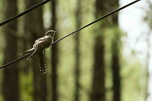 Cuckoo