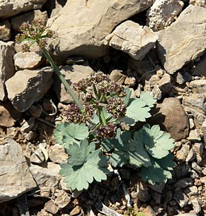 Cymopterus gilmanii 3.jpg