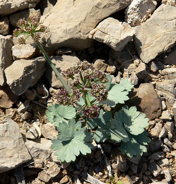 Cymopterus gilmanii 3