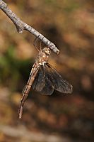 Dragonfly Austrocordulia refracta f Gippsland120117-4032