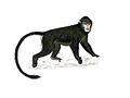 Drawing of Rhinopithecus strykeri