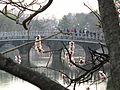 Duryu Bridge, Daegu