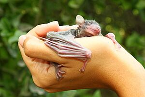 Egyptian fruit bat baby