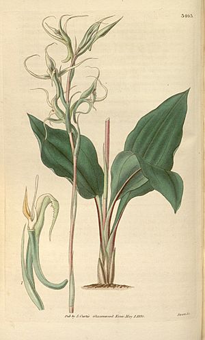 Eltroplectris calcarata (as Neottia calcarata) - Curtis' 62 (N.S. 9) pl. 3403 (1835).jpg