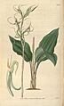Eltroplectris calcarata (as Neottia calcarata) - Curtis' 62 (N.S. 9) pl. 3403 (1835)