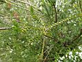 Epacris rhombifolia mature foliage