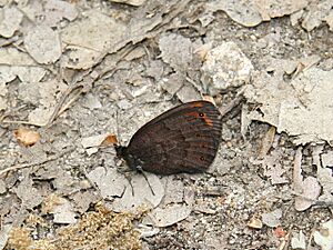 Erebia triaria