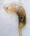 Eristalis tenax larva close