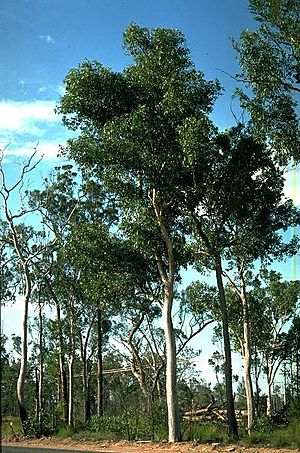 Eucalyptus hallii.jpg