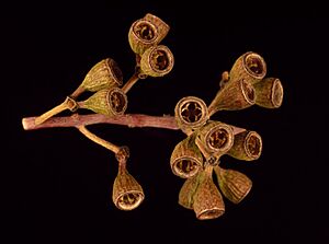 Eucalyptus loxophleba fruit