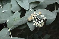 Eucalyptus melanophloia buds