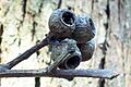 Eucalyptus pilularis gumnuts