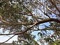 Eucalyptus sieberi - upper branch bark