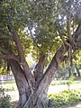 Ficus retusa, Moraceae, Bagh-e-Jinnah