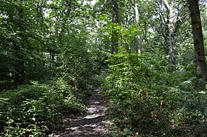 Fir Wood 1