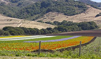 Flower fields on Los Osos Valley road